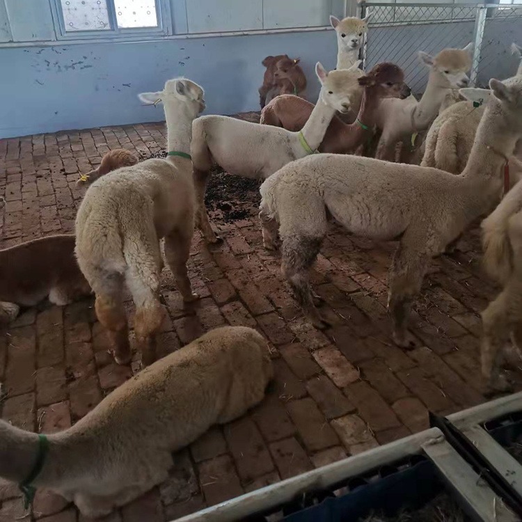 羊驼种苗 白色羊驼幼崽价格 羊驼养殖场