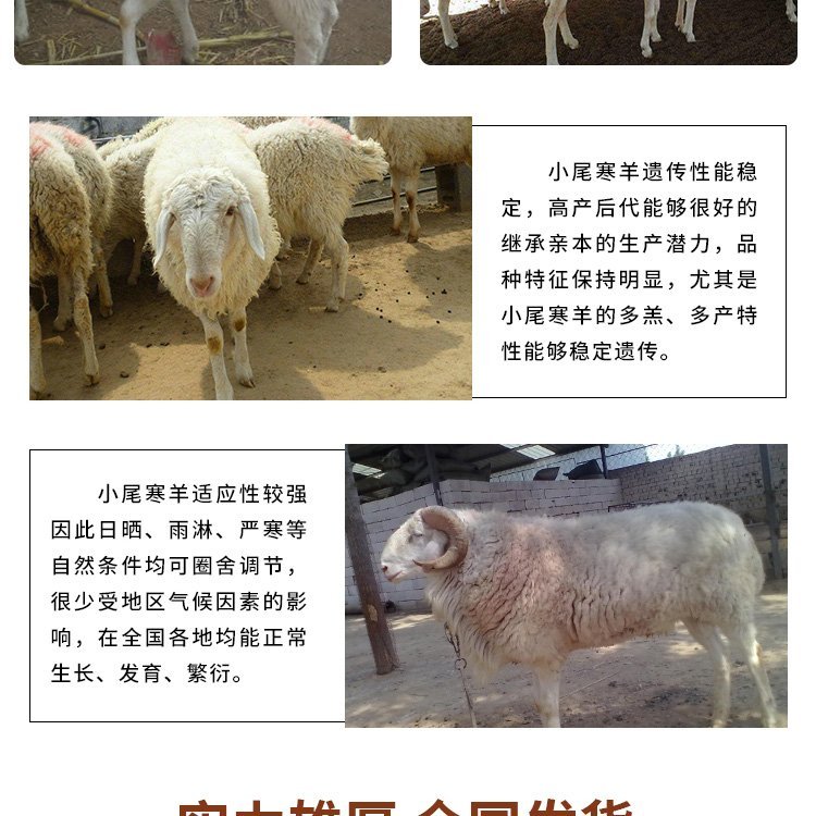 改良小尾寒羊母羊 羊羔 繁殖力强 采食性广 多胎多羔 中威盛养殖示例图3