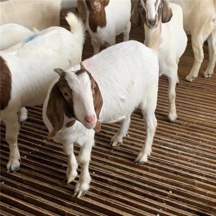 中威牧业纯种波尔山羊 放养波尔山羊种羊 自由挑选图片