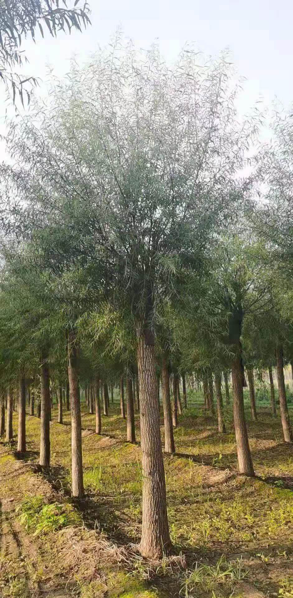 馒头柳厂家无絮垂柳12公分柳树基地直销   保定大叶园林绿化公司