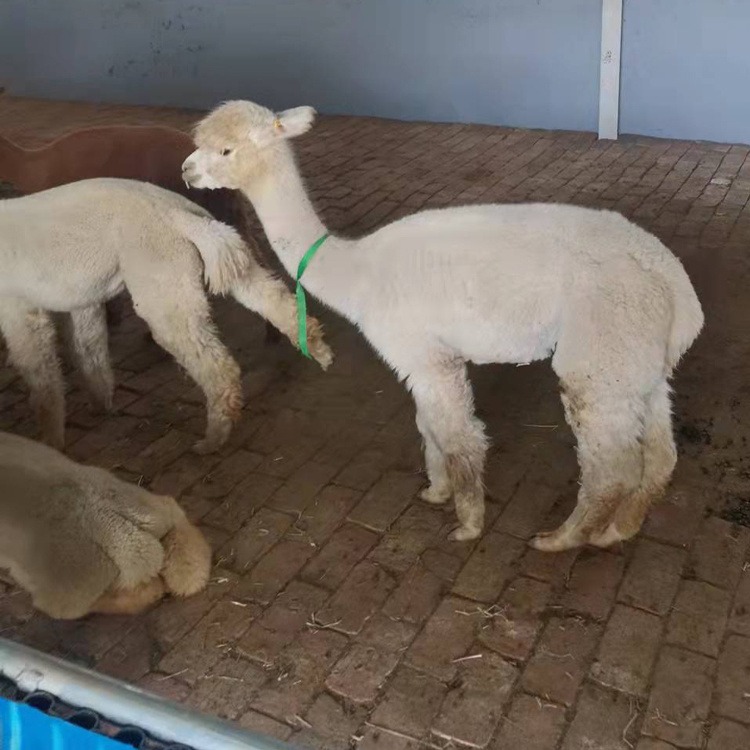 羊驼萌宠租赁出售 小羊驼展览展示 出租小羊驼矮马