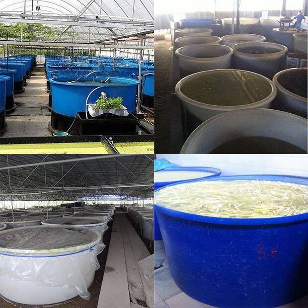 厂家批发3000L塑料圆桶牛筋料桶大白桶泡菜桶化工桶鸭蛋腌制桶发酵桶