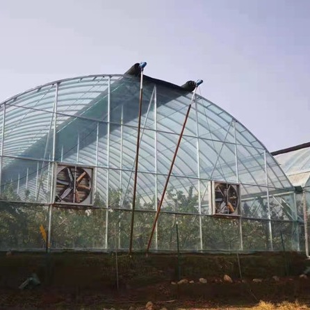新型草莓温室  葡萄大棚 草莓大棚来图定制 种植养殖连体大棚厂家
