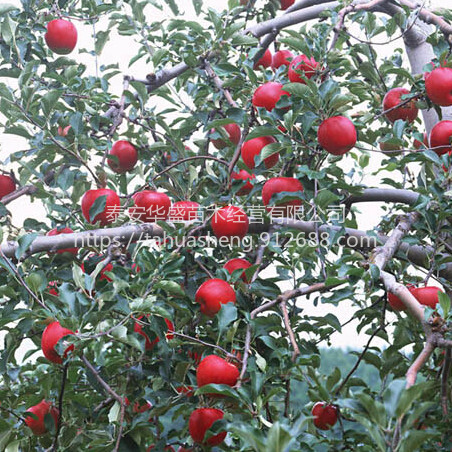 众城3号苹果苗基地直销，保湿发货瑞雪苹果苗包成活包结果