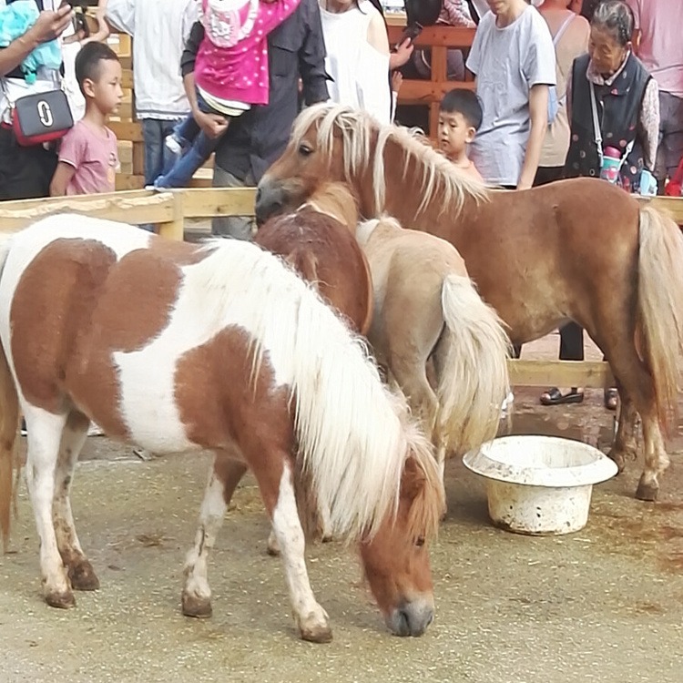 吉林养马场 宠物马 德保矮马 设特兰矮马 儿童马 旅游区用马 景区用马 伊犁马