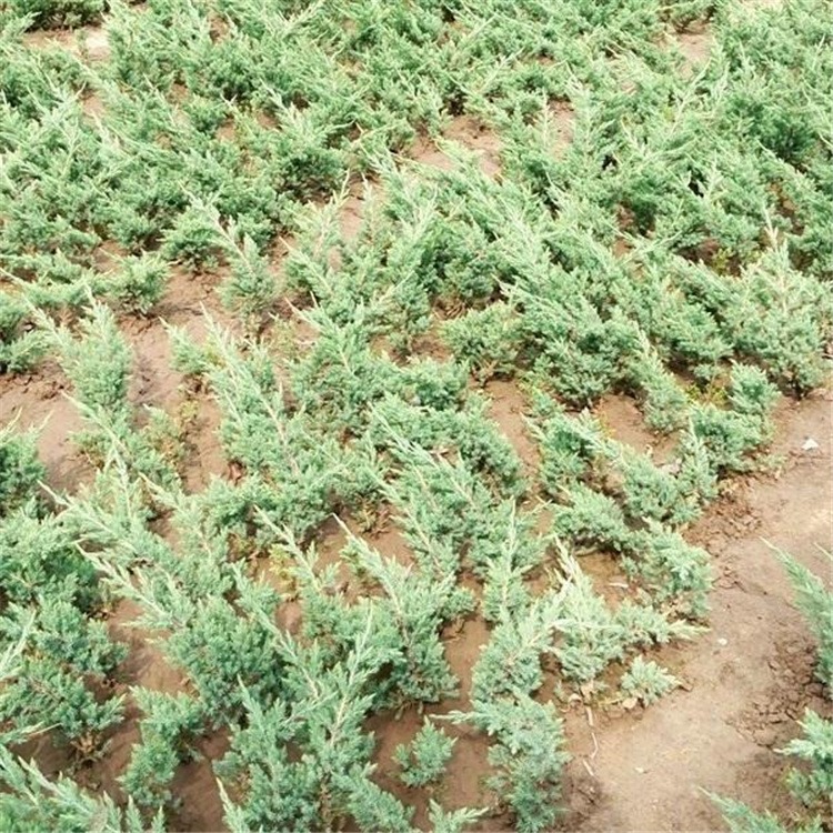 铺地柏基地直销高度20-30-40-50公分沙地柏铺地柏价格灌木批发优质绿化苗木