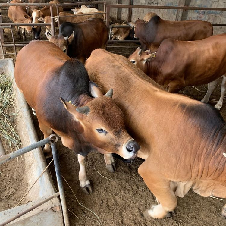 育肥圈养牛犊繁育基地