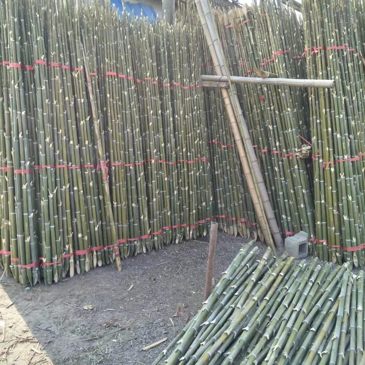 优质5公分粗撑树用竹竿子 毛竹长度粗度都可定制