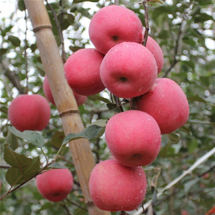 兴红农业  供应红富士苹果苗新品种 红富士苹果苗价格及报价