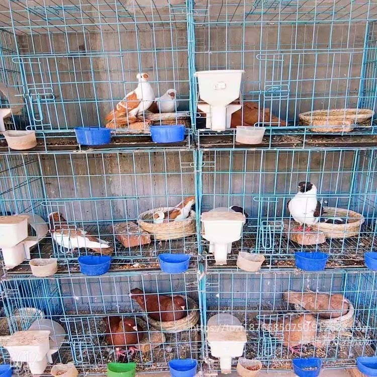 山东观赏鸽养殖场 观赏鸽品种种类价格  好看的观赏鸽品种图片