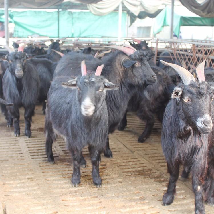 努比亚黑山羊羔 改良肉羊品种 2020年黑山羊行情 现代 自产自销