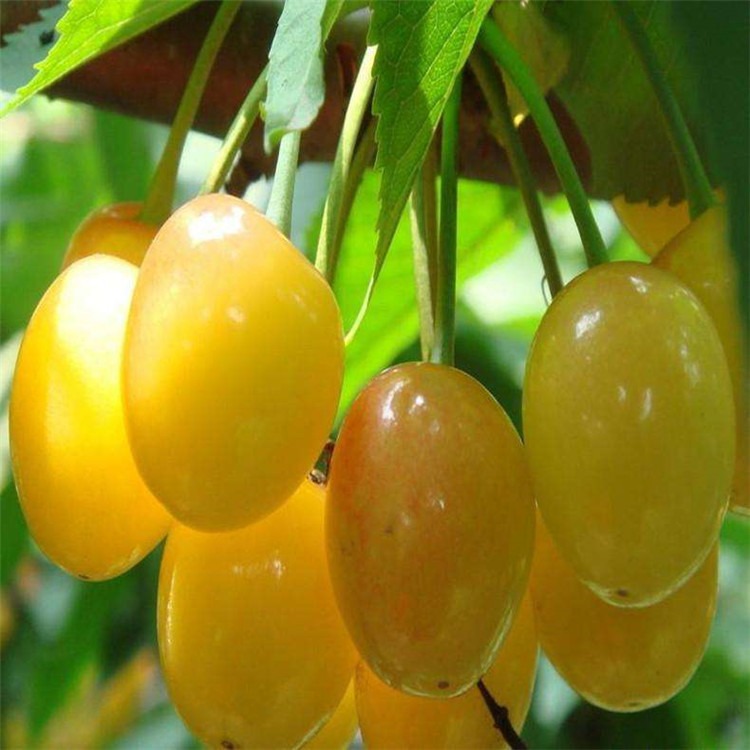 樱桃苗批发价格 黄蜜樱桃苗批发 种植优质黄蜜樱桃苗种植方法
