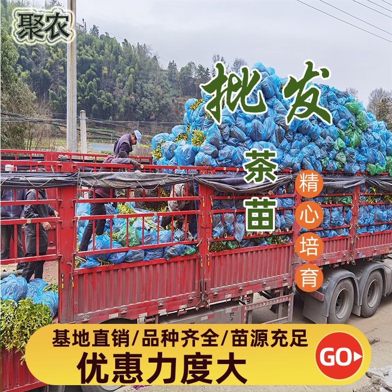龙井黄茶苗 新品种纯度99.9%直销聚农茶树苗批发图片