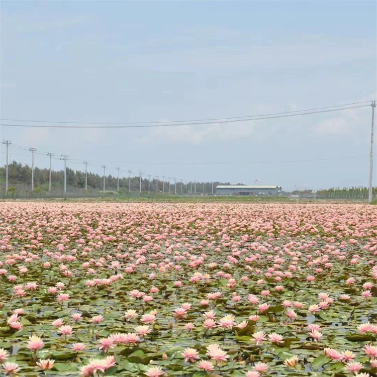 厂家直销，30-150厘米，睡莲种苗价格低，承接水生花卉种植