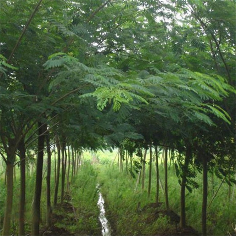 基地直销合欢树8-15公分绒花树苗工程绿化苗