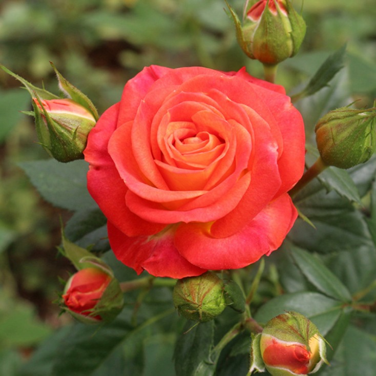 四季玫瑰苗 高50公分四季玫瑰苗价格 耐寒耐旱品种