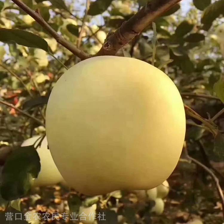 辽宁黄苹果苗 惠农苗木基地供应 维纳斯苹果树苗 各种金苹果品种