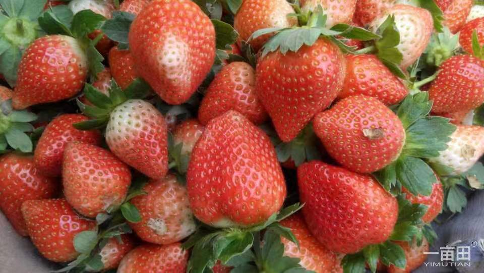 随珠草莓苗甜宝草莓苗冷藏车发货穴盘苗，基质苗
