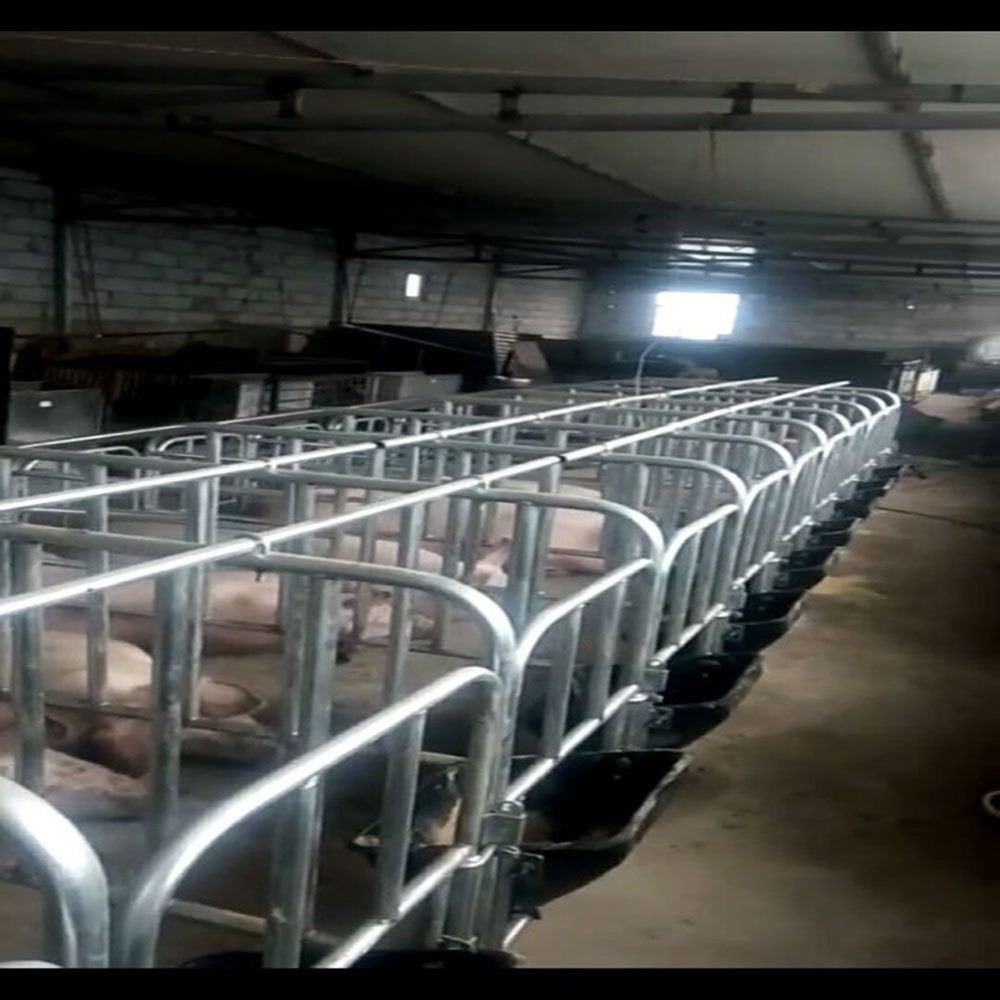 世昌畜牧 2019新款母猪定位栏 DW-2厂家直销定位栏 母猪定位栏 母猪限位栏 限位栏安装