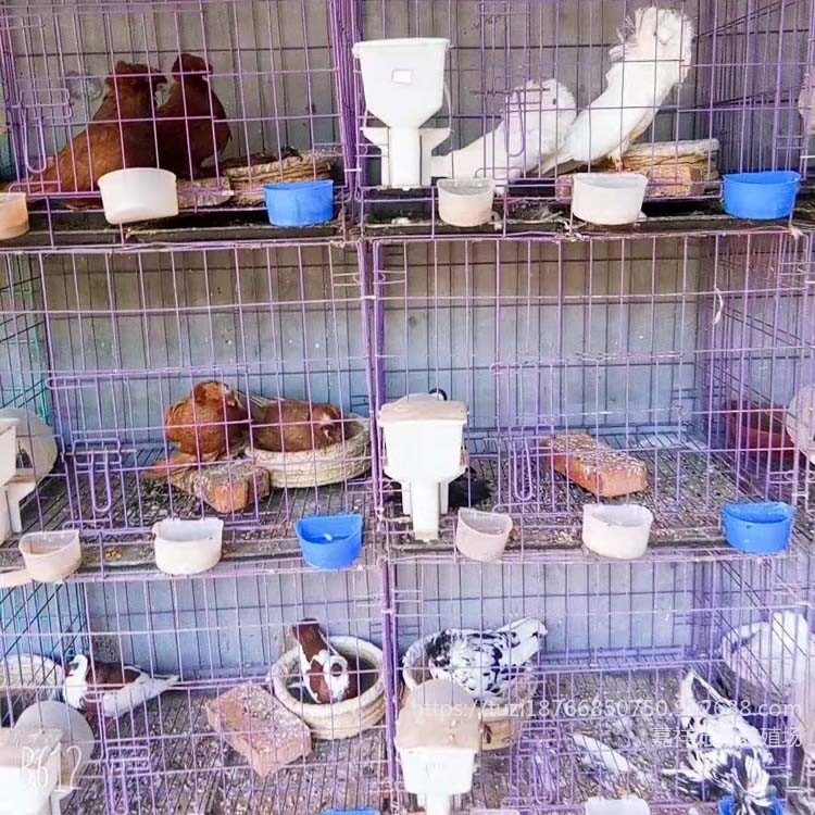 河南观赏鸽养殖场 观赏鸽品种齐全  一对观赏鸽价格图片