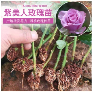 绿植玫瑰苗市场   斗南工程玫瑰苗 多色玫瑰苗价格图片