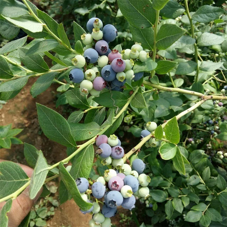 蓝莓苗介绍 出售蓝莓苗 品种齐全 当年可结果
