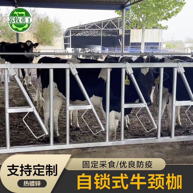 养牛设备6米8位牛颈夹生产厂家苏牧重工厂家直发牛颈枷