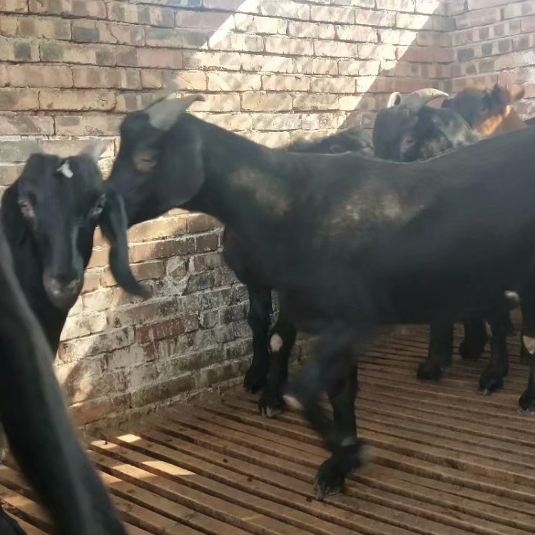 黑山羊养殖前景 黑山羊种羊易养殖 黑山羊养殖基地 现代 活体批发