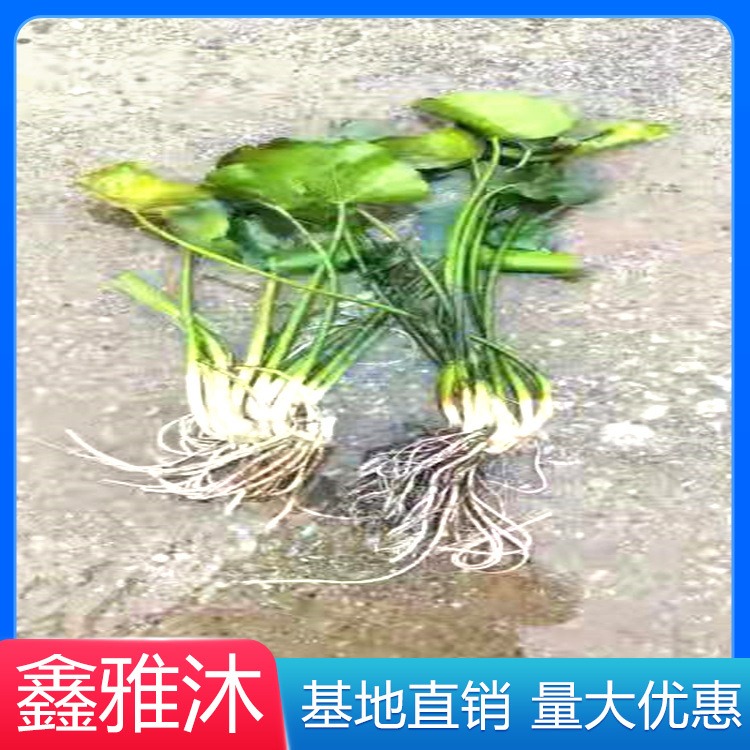 黒藻种植厂家 黒藻种植电话 黒藻种苗批发价格 鑫雅沐水景