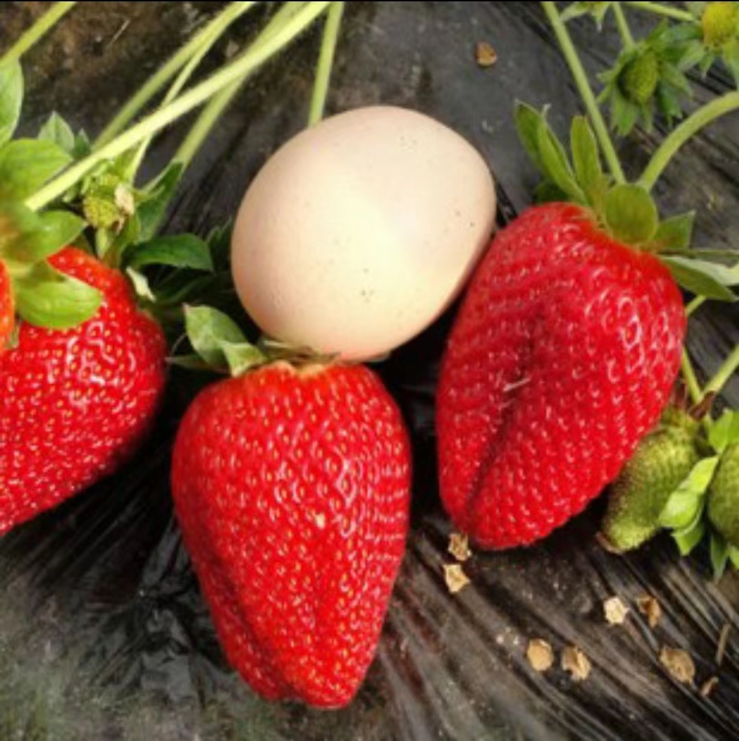 妙7草莓苗巧克力草莓苗穴盘苗，基质苗打冷发货