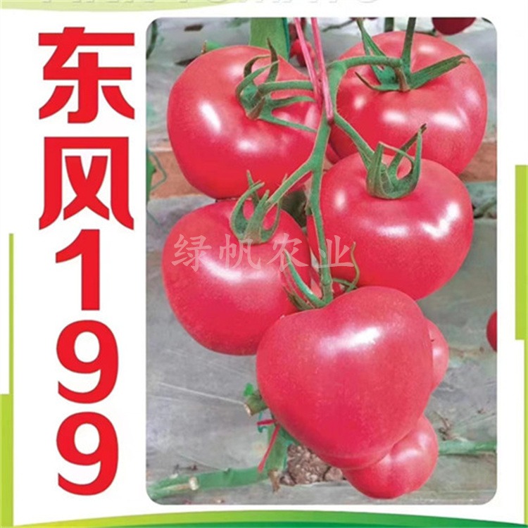 东风199越夏西红柿种子种苗 耐热粉果番茄 抗TY耐线虫 青白转粉 有种有苗