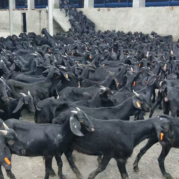 改良肉羊养殖场 黑山羊小羊苗 黑山羊母羊价格 现代 大量批发