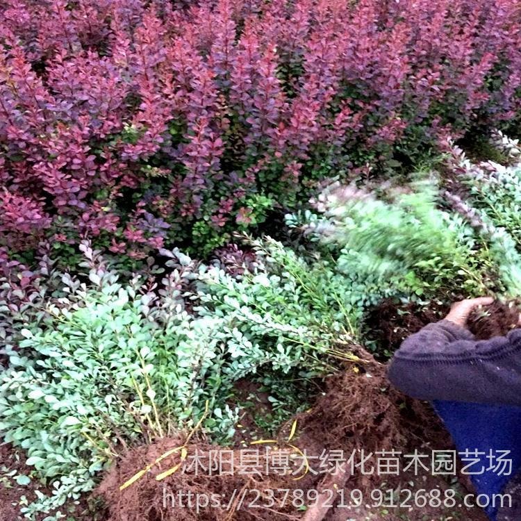 紫叶小檗价格 高度40公分紫叶小檗价格报价 厂家直销