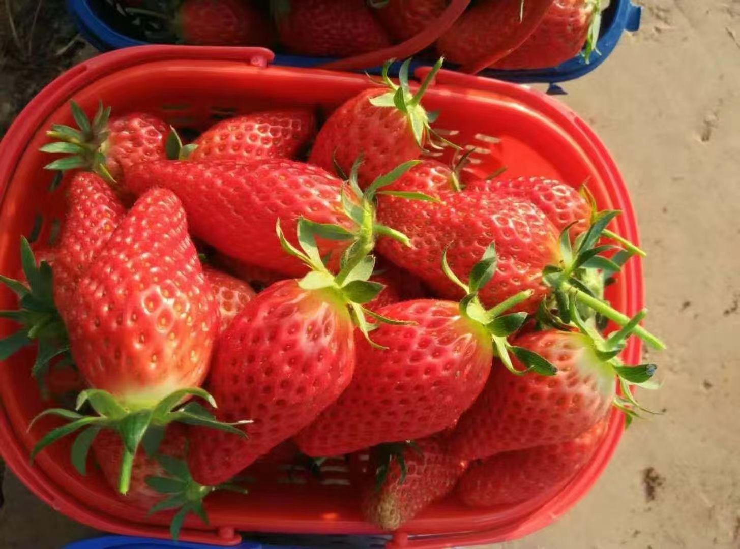 越秀草莓苗甜宝草莓苗加冰保温箱发货穴盘苗，基质苗