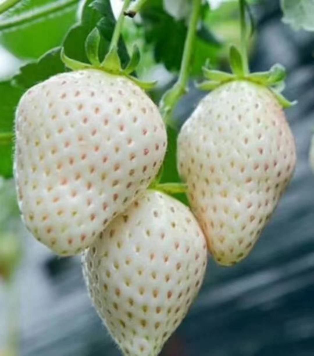 四季草莓苗妙7草莓苗南北方种植穴盘苗，基质苗