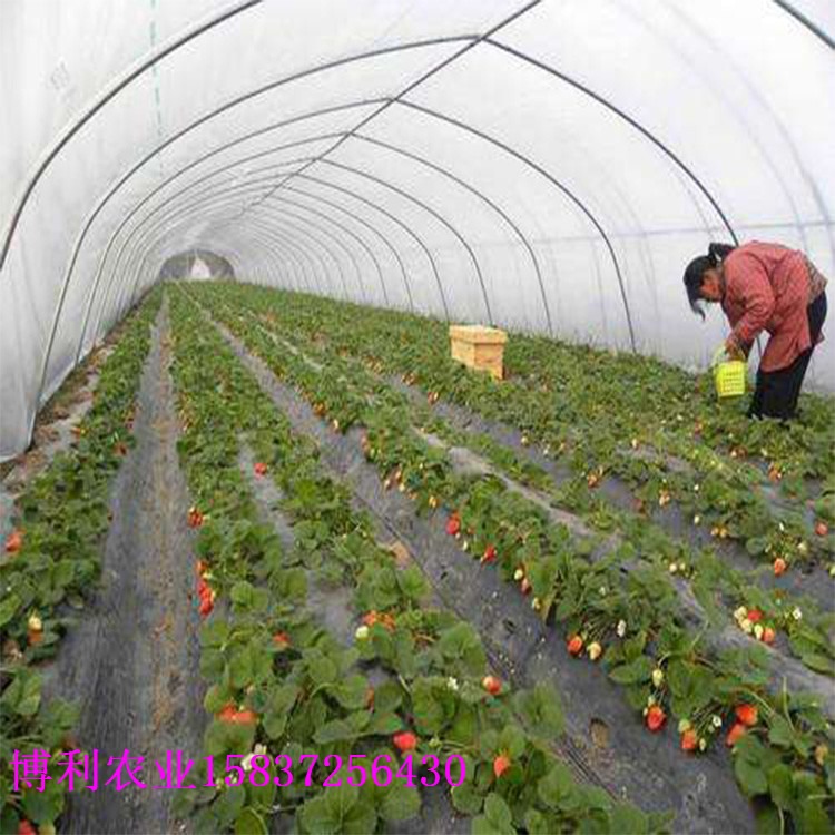 博利农业 厂家直销 简易薄膜大棚草莓棚 樱桃棚 质量保证