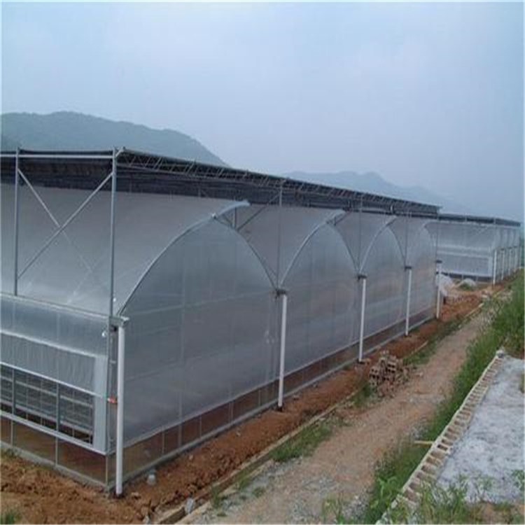 西安文洛式温室 茶叶种植大棚 旭航