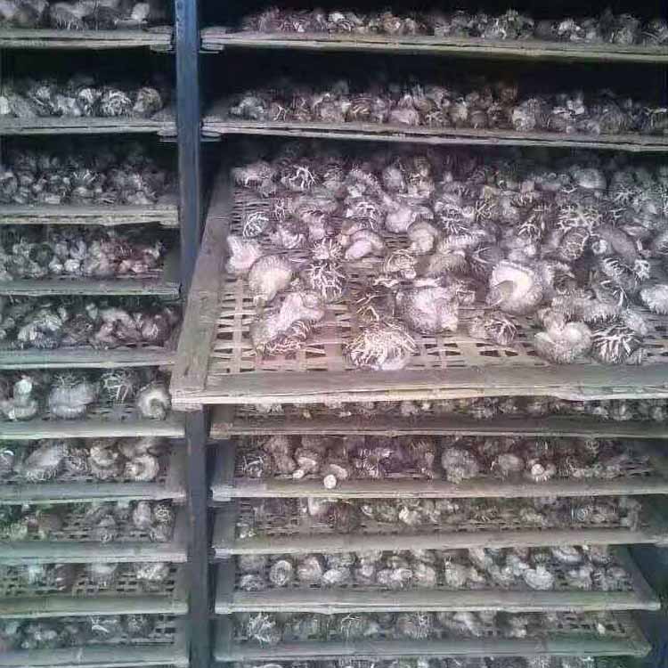 瓜蒌皮瓜蒌根干燥机 柴火笋干烤箱 鸿宇机械 冬瓜皮带式干燥设备 厂家发货