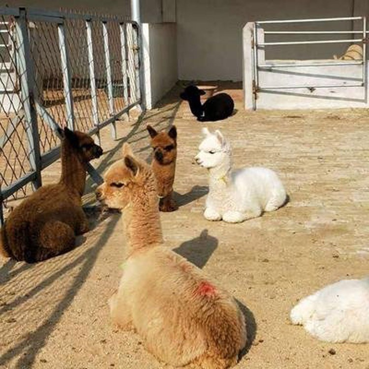 福建羊驼养殖场 宠物羊驼出租 羊驼租赁 羊驼出租 景区羊驼租赁图片