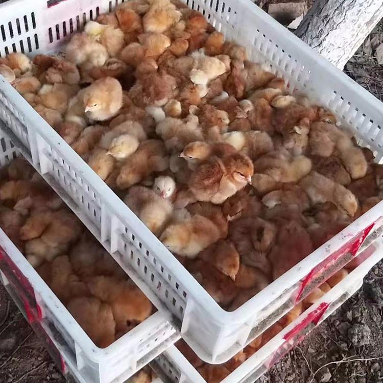 肉苗红玉鸡价格 特种珍禽养殖种苗 出售活体九斤红鸡苗 鼎荣 常年供应