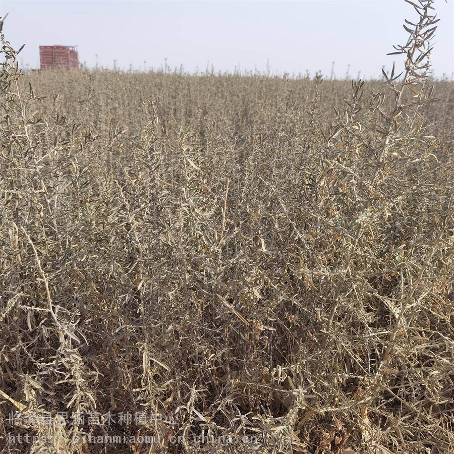 自产自销 四翅滨藜树苗 一年生 高度30-60公分 耐盐碱