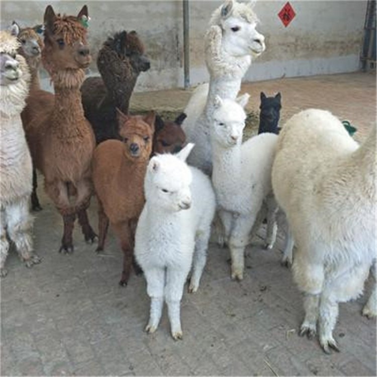 陕西白色羊驼一只价格 羊驼养殖场  羊驼幼崽价格一只