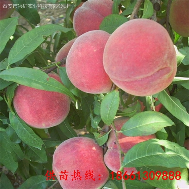 早熟桃树苗品种介绍 春美桃桃树苗几月份成熟 泰安兴红农业图片