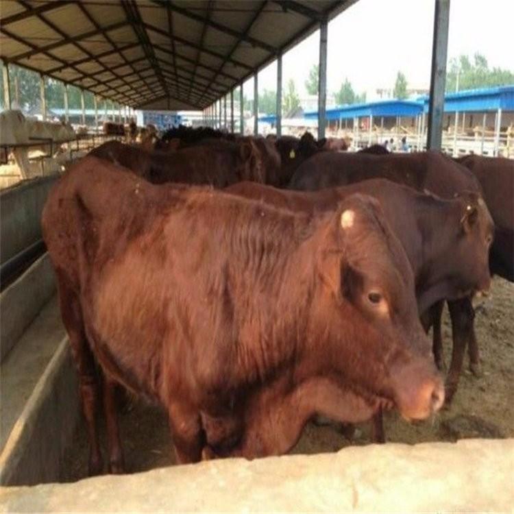 肉牛养殖场出售 利木赞牛280斤价格 基地出利木赞牛 鼎荣 基地出售