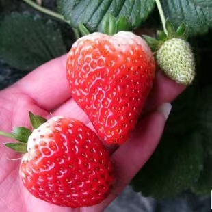 越秀草莓苗妙7草莓苗大棚种植