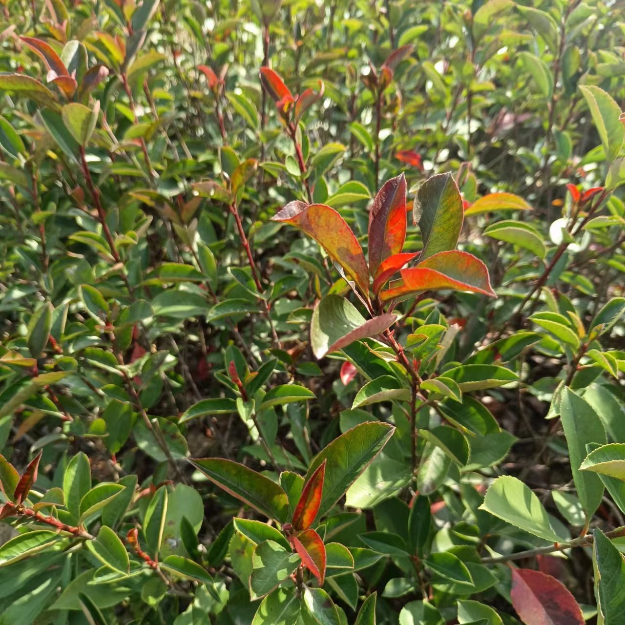 先淼园林  红叶石楠苗木基地 庭院种植耐寒耐阴 四季长青彩色绿化小苗