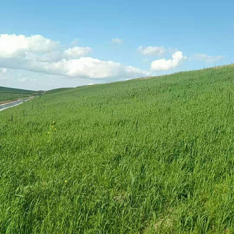 生态矿山复绿工程 高速边坡绿化草籽 边坡绿化 山体客土喷播施工图片