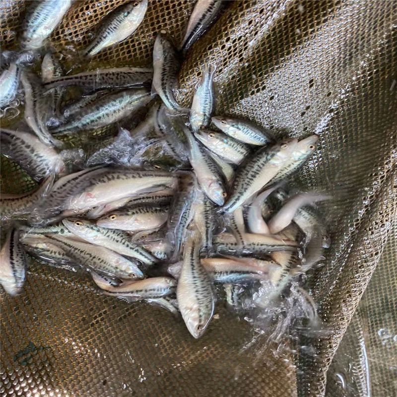 加州鲈新苗出售  七星鲈 优鲈一号淡水养殖渔场 品质优价格低图片
