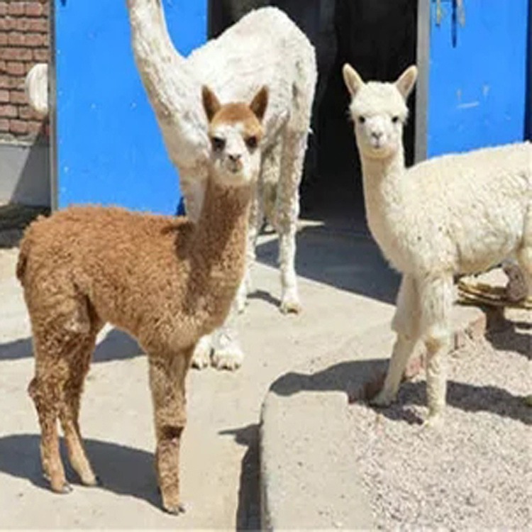 羊驼养殖场 活体小羊驼 羊驼幼崽价格 成年羊驼 白色羊驼价格图片