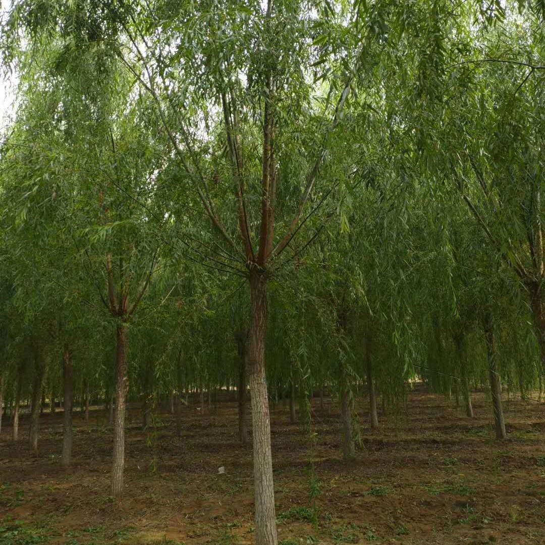 秋季苗圃批发公园庭荫树10-18公分垂柳 金丝垂柳价格 冠幅大树干直